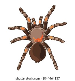 Tarantula spider vector 