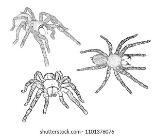 tarantula spiders set