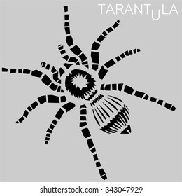 Tarantula vector illustration