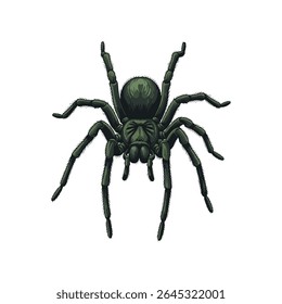tarantula vector illustration on white background