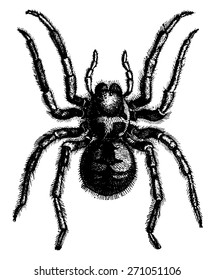 Tarantula, vintage engraved illustration. La Vie dans la nature, 1890.