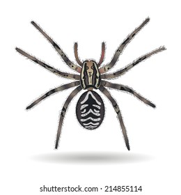 Tarantula wolf spider (Lycosa tarantula) on white background. Vector illustration.