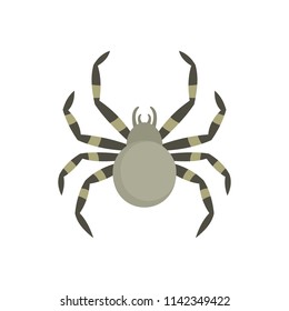 Tarantum spider icon. Flat illustration of tarantum spider vector icon for web isolated on white