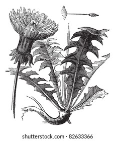 Taraxacum or Dandelion, vintage engraved illustration. Dandelion with leaves on white background. Trousset encyclopedia (1886 - 1891).