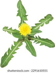 Taraxacum officinale (Common Dandelion) Weed flower Isolated 