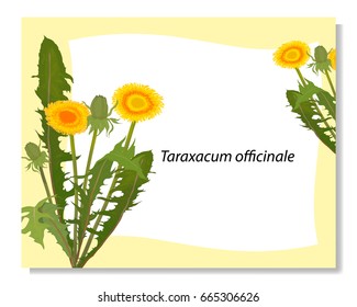 Taraxacum officinale vector for natural cosmetic, design package tea and label. Dandelion