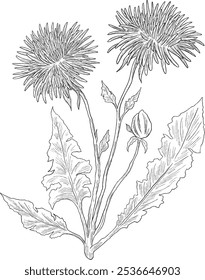 Taraxacum officinale flor salvaje ilustración de boceto digital