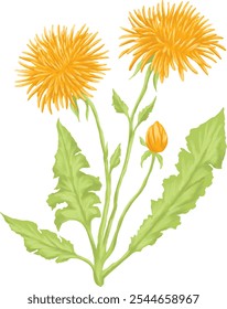 Taraxacum officinale selvagem flor digital pintura ilustração