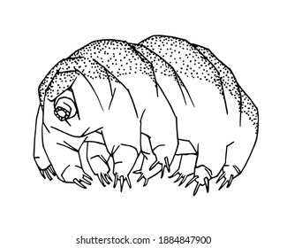 tardigrade or water bear, a microscopic organism that survives in outer space, vector illustration with black ink contour lines isolated on a white background in a doodle and hand drawn style