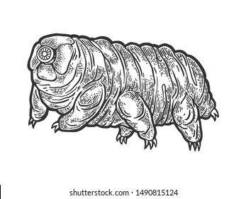 Tardigrade water bear moss piglet micro animal sketch engraving vector illustration. Tee shirt apparel print design. Scratch board style imitation. Black and white hand drawn image.