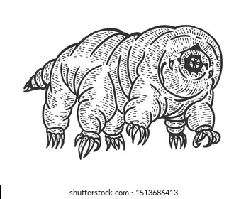 Tardigrade water bear moss piglet micro animal sketch engraving vector illustration. Tee shirt apparel print design. Scratch board style imitation. Black and white hand drawn image.