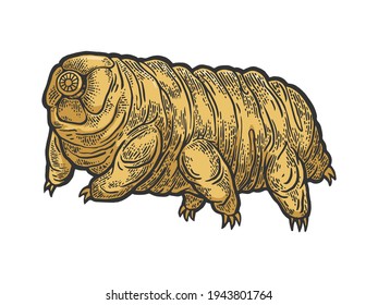 Tardigrade water bear moss piglet micro animal color sketch engraving vector illustration. T-shirt apparel print design. Scratch board style imitation. Black and white hand drawn image.