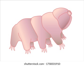 Tardigrades - vector full color picture with a microscopic animal. Tardigrades or small water bears are very small invertebrates. Eutardigrada.