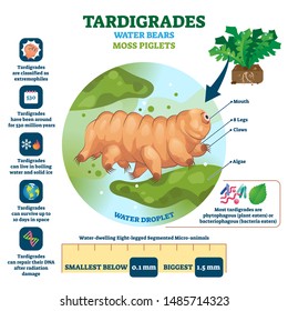 Tardigrades Water Bears vector illustration. Labeled described moss piglets infographic. Educational microscopic animal with survival resilient skills. Zoological characteristics structure closeup.