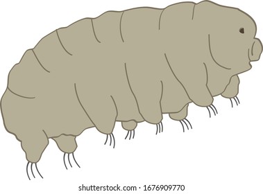 Tardigrads also called water bear  are a phylum of water-dwelling eight-legged segmented micro-animals