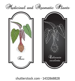 Taro (Colocasia esculenta), eatable and medicinal plant. Hand drawn botanical vector illustration