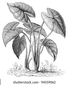 Taro (Colocasia esculenta) / vintage illustration from Meyers Konversations-Lexikon 1897