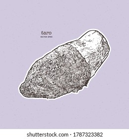 taro, hand draw sketch vector.