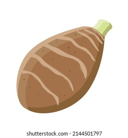 Taro aislado de fondo blanco. Ilustración vectorial de verduras