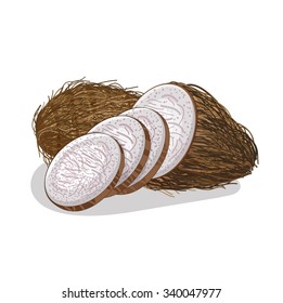 Taro isolated on white background  illustration, vector