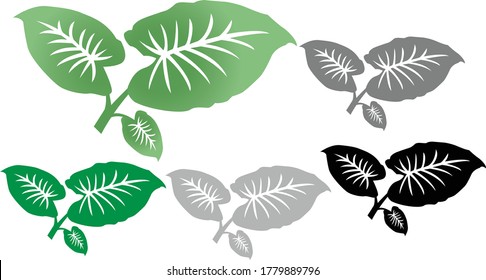Taro Kalo Leaves Colocasia Esculenta Root vegetable Gabi Flat Concept Vector Illustration 