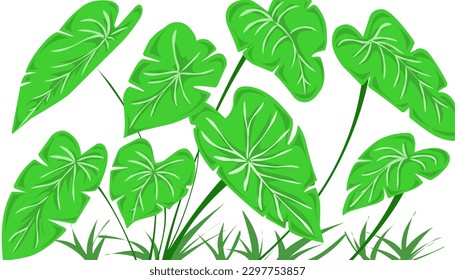 Taro leaf illustration background. Perfect for invitation cards, greeting cards, wallpapers, posters, banners