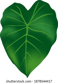 Taro leaf, illustration, vector on white background