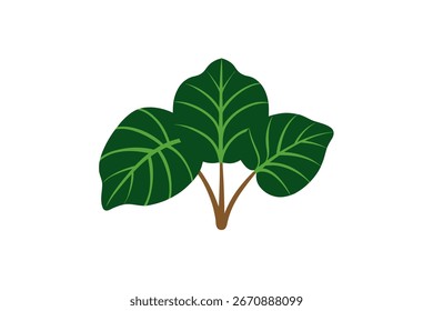 Taro deja Vector de diseño sobre fondo blanco