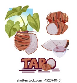 Taro Plant. Fruit And Slice Of Taro. Typographic For Header Design. Infographic For Taro - Vector Illustration