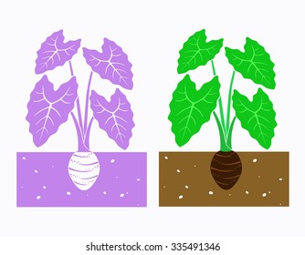 Taro Plant With Leaves And Tuber