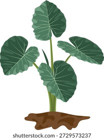 Planta de taro y hojas de Vector.
