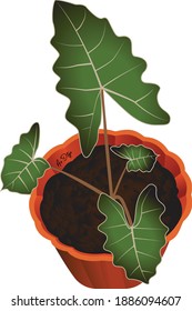 planta taro en ilustración vectorial