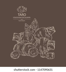 Taro: taro root, leaves and taro slice. Colocasia esculenta. Vector hand drawn illustration.