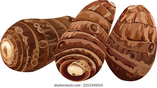 Taro Root Vector Illustration Set