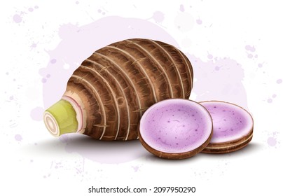 Taro root vegetable with two round slices of Taro Root vector illustration