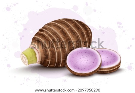 Taro root vegetable with two round slices of Taro Root vector illustration