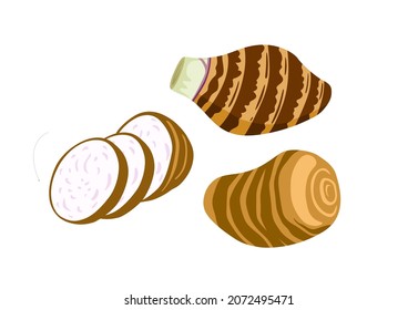 Taro root. Whole, half and slices. Tubers of dasheen plant, colocasia esculenta, satoimo. Chinese and japanese vegetable. Asian cuisine ingredient. Healthy vegetarian food. Flat vector illustration.