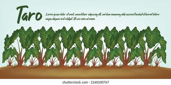 Taro tree and fresh taro drink. Background Vector EPS 10