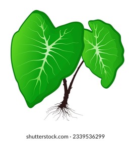 taro tuber plant vector illustration