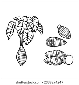 taro vector illustration as a fresh plantation product on a  black skecth and  white background, can be used as a banner, poster or template