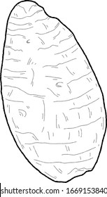 Dibujo de arte de caricaturas vegetal dibujado a mano en Taro Vector