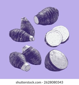 Taro, Vector de taro, ilustración de taro, dibujo de línea sobre fondo púrpura.