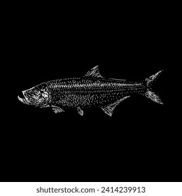 tarpon hand drawing vector isolated on black background.