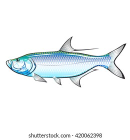 Tarpon Ocean Gamefish illustration vector