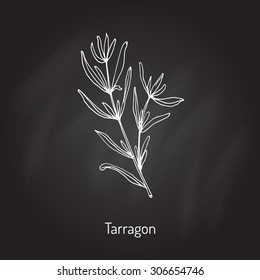 Tarragon, aromatic kitchen herb. Vector illustration