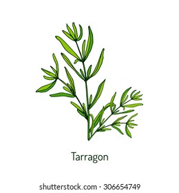 Tarragon, aromatic kitchen herb. Vector illustration