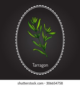 Tarragon, aromatic kitchen herb. Vector illustration