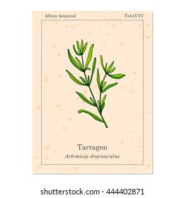 Tarragon, aromatic kitchen herb. Vector illustration