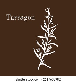 Tarragon (artemisia dracunculus), aromatic kitchen and medicinal herb. Hand drawn botanical vector illustration