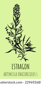 Tarragon or artemisia dracunculus, aromatic kitchen and medicinal herb. Hand drawn botanical vector illustration
